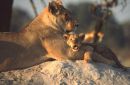 Lioness and Cub, Botswana